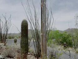 Saguaro National Park Stock Footage