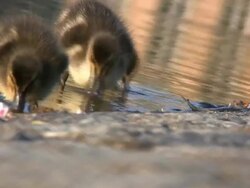 Ducklings at the pond (HD) Stock Footage
