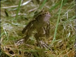 High Speed - MCU Frog jumps over camera, UK Stock Footage