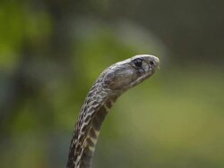 cobra Stock Footage