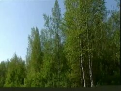 Birch tree (Betula sp.) tops and wooden boat at edge of lake, Russia Stock Footage