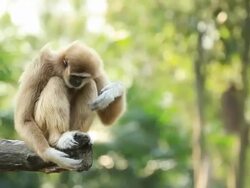White gibbon Stock Footage