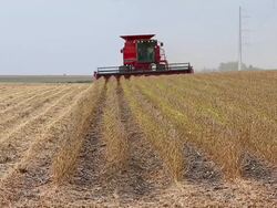 U.S. Farm Earnings Drop 14.6 Percent In Third Quarter AFter A Decline In Output Stock Footage