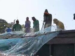 MS Fishermen collecting Anchovy fish in to fishing net at Geojedo port / Boseonggun, Jeollanam-do, South Korea Stock Footage