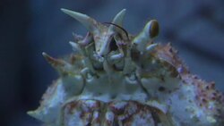 aquarium Stock Footage