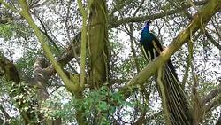 Peacock Birds Stock Footage