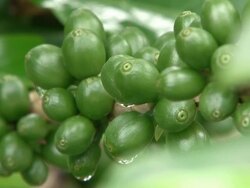 Fairtrade coffee beans at coffee-plantation in Brazil Stock Footage