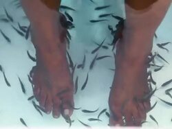 Fish spa Stock Footage