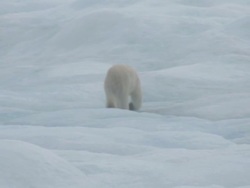 Polar Bear walking across Arctic Ice Floes News Clip