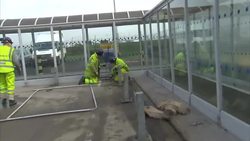 David Cameron & Edinburgh Airport Expansion Construction News Clip