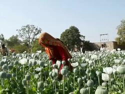 MS Woman extracting the sap of the poppy / Rajasthan, India Stock Footage