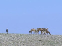 Aerial Camels in the Judea desert, Israel, Judea Desert, Israel Stock Footage