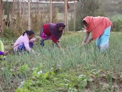 MS Women's working in garden at orphanage Karuna Bhawan AUDIO / Kathmandu, Bagmati, Nepal Stock Footage