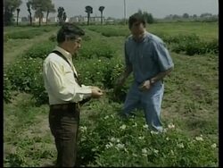 MEXICO: POTATOES &amp; BLIGHT DISEASE News Clip