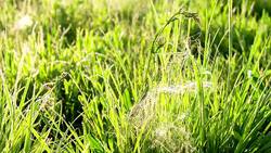 CU DS Spider Web In The Grass Stock Footage