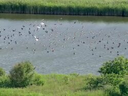  AERIAL MS Few duck and swan swimming in lake / Niebuell, Schleswig-Holstein, Germany Stock Footage