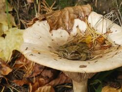 MS Shot of Frog sitting in mushroom filling with water after rain / Moscow region, Russia  Stock Footage