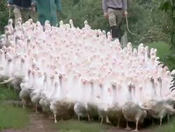 MS View of flock of geese / Serrig, Rhineland-Palatinate, Germany Stock Footage