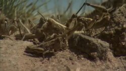 Locusts feed on a dead locust. Stock Footage