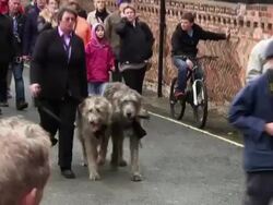 Robin Gibb's Wolfhounds walk behind the glass carr Stock Footage