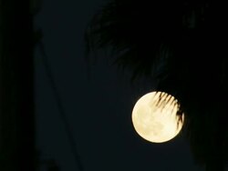 WS T/L View of Moon rises into sky hidden behind palm tree / California, United States Stock Footage