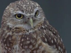 HD SLOW MOTION: Burrowing Owl Stock Footage