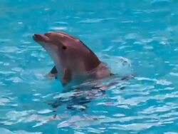Dolphin in pool Stock Footage