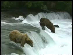 Brown Bears, Ursus arctos, in rapids seagull flies through, CU Brown Bear eating salmon, series, Arctic Circle Stock Footage