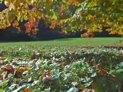 Under An Autumn Tree Stock Footage