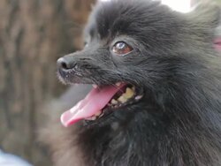 Close up of Pomeranian dog Stock Footage