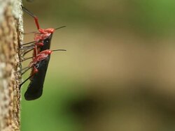 Fulgorid bug Stock Footage