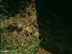 MS zooming in on Garden Ants (Yellow Field Ant, Lasius flavus) scurrying around as hands lift paving slab to reveal nest and pupae, England Stock Footage