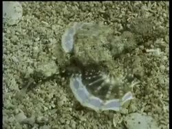 CU pair of Sea Moths move over sand, wing-like fins, Kapalai, Sipadan, Borneo, Malaysia Stock Footage