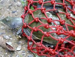 Soft-shelled Turtle Stock Footage