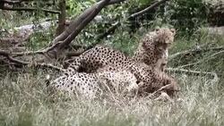 Cheetahs feeding Stock Footage