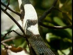 CU Vine Snake, feeding, head eating prey, edited sequence, Kenya; SEQUENCE OF CLIPS, SPECIAL TERMS APPLY Stock Footage