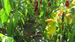 Red chili pepper Plant Stock Footage