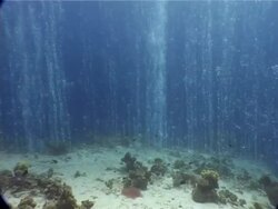 Bubble curtain emanating from seabed, Canyon' dive site near Dahab, Red Sea Stock Footage