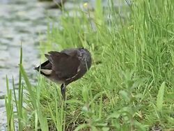 MS Common Moorhen or European Moorhen, gallinula chloropus Immature grooming its feathers side of pond / Vieux Pont, Normandy, France Stock Footage