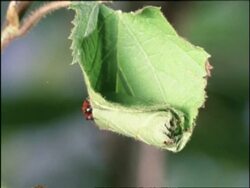 Time lapse Leaf Rolling Weevil (Apoderus coryli) Beetle, nest-building, England Stock Footage