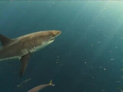 Wide Shot pan-right - A great white shark and smaller fish swim through sun-dappled water. Stock Footage
