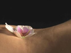 HD: Orchid Falling On Sexy Belly Stock Footage