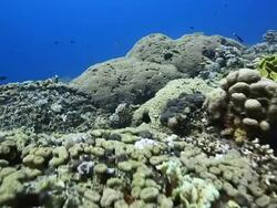 Coral And Fish Stock Footage