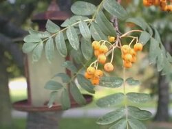 Orange Berries on the farm. Stock Footage