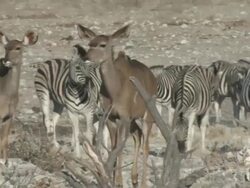 Greater Kudu (Tragelaphus strepsiceros), Etosha National Park, Namibia Stock Footage