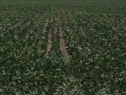 The Not-So-Green Side of Bio Fuels News Clip