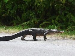 American Alligator on land Stock Footage