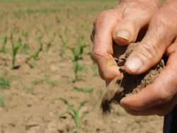 Dry Soil in Corn Field Stock Footage