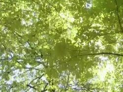 PAL CRANE: Tree tops Stock Footage