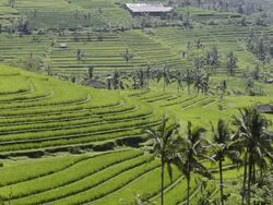 WS View of Paddy field and palm trees at Asia / Jatiluwih, Bali, Indonesia  Stock Footage
